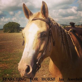 SEARCHING FOR HORSE Im Awefolly Lucky aka "Folly",  Near Arlington, TX, 76017